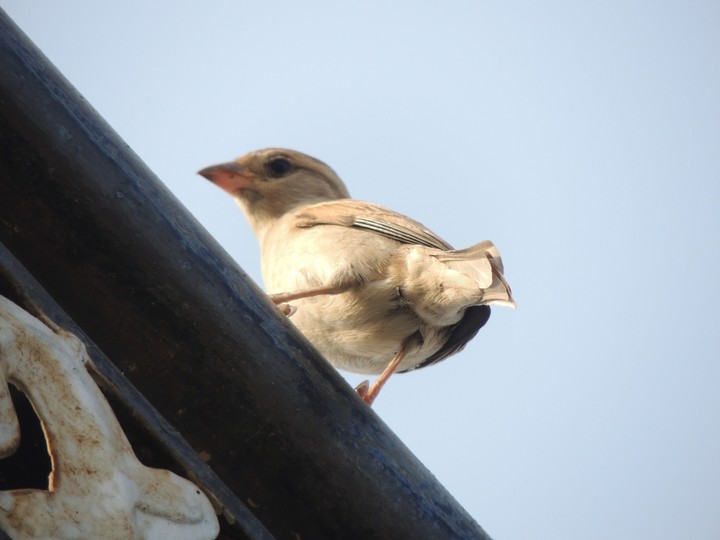 Bird