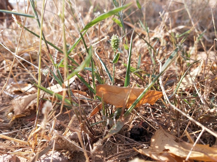 grass