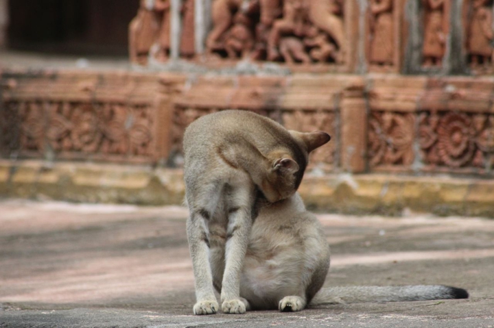Miao Miao