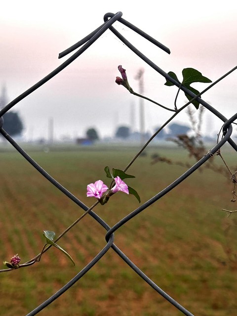 plant, 植物壁纸
