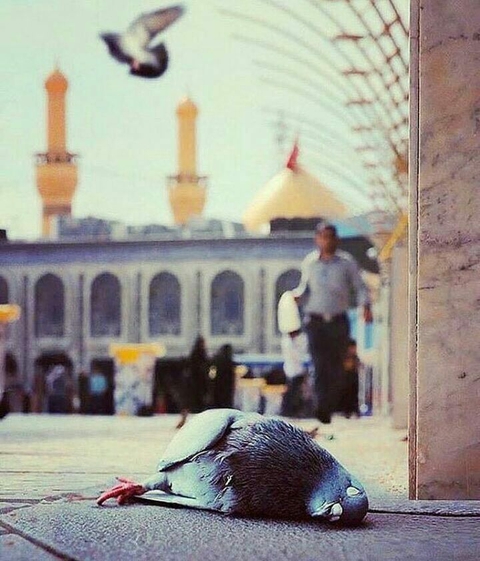 My last wish Being with you and dying❤