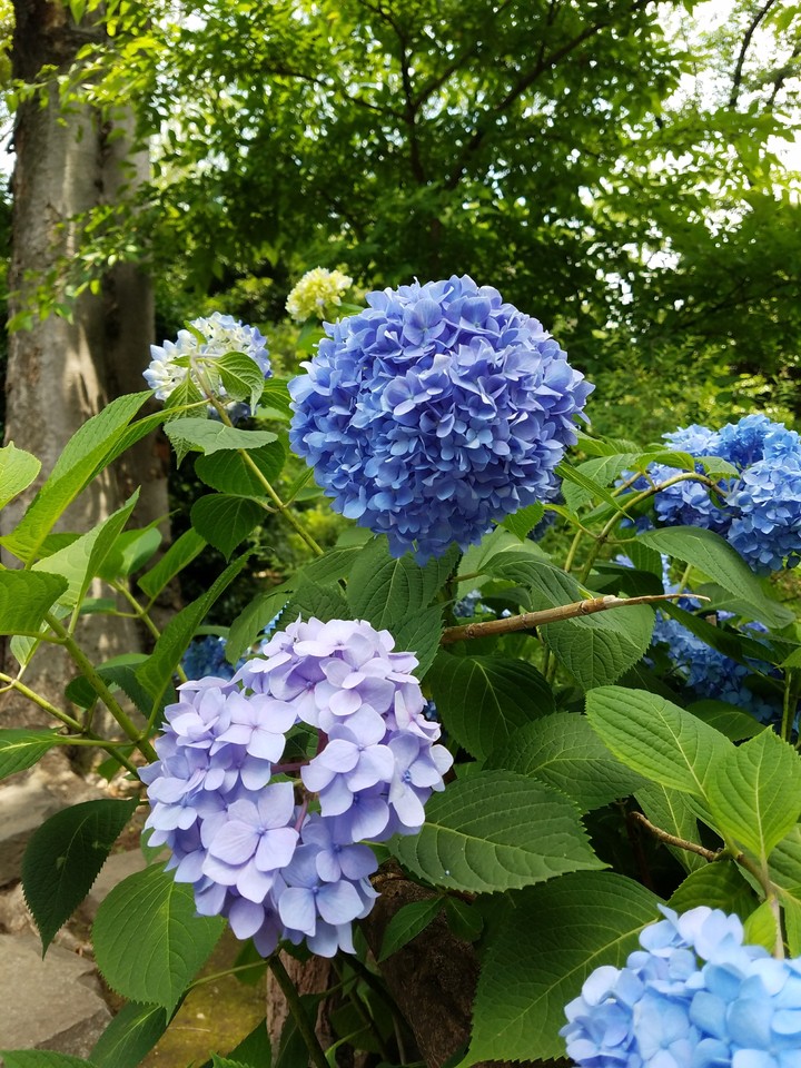 紫陽花
