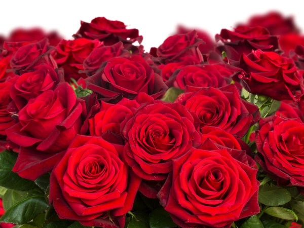 dark Red Roses