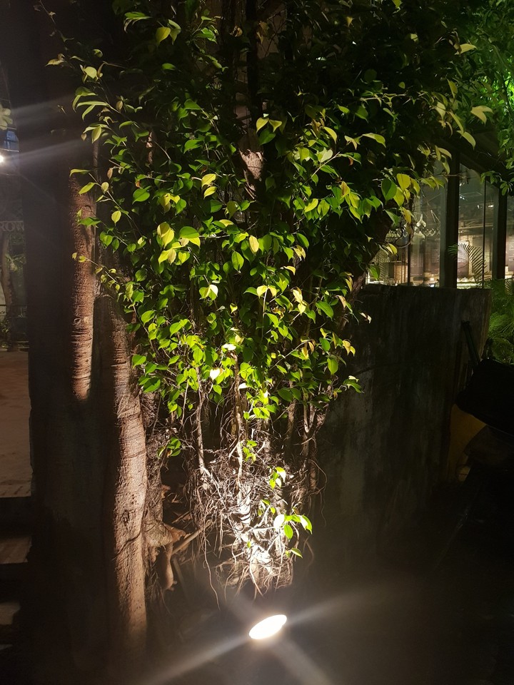 Trees