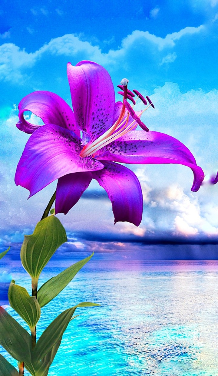 lilium