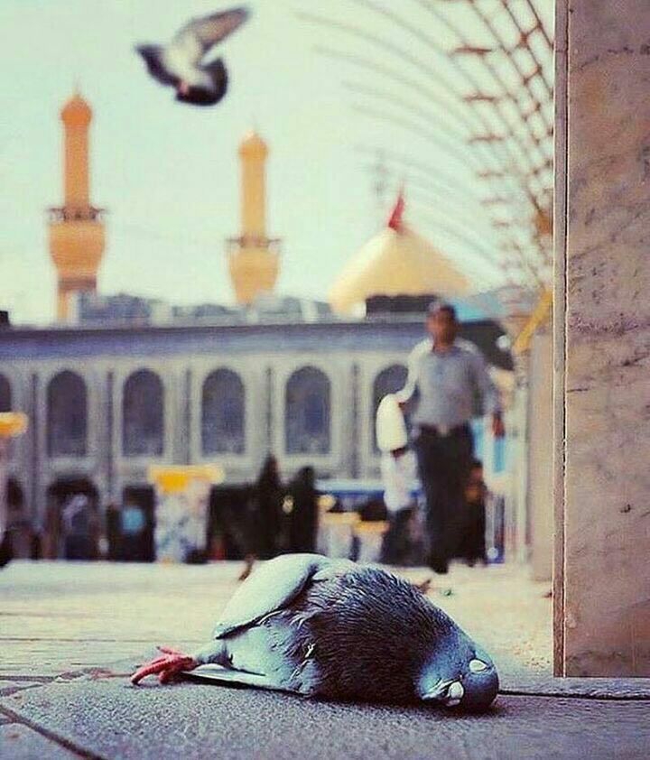 My last wish
Being with you and dying❤