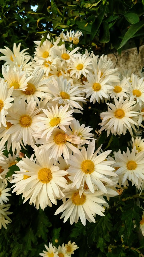 papéis de parede Garden, bellis