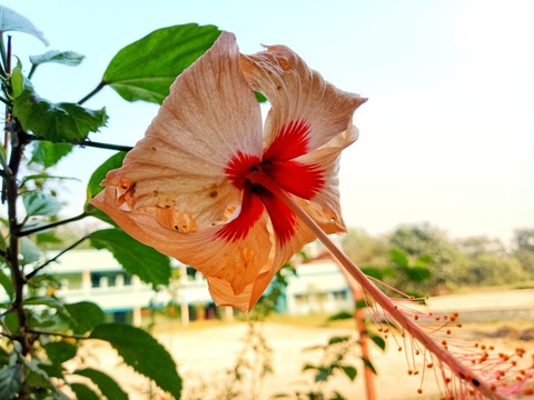hibiscus, malvales Hintergrundbilder