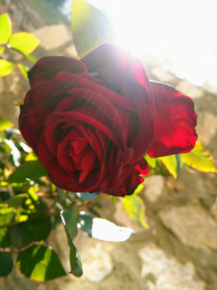 sunshine