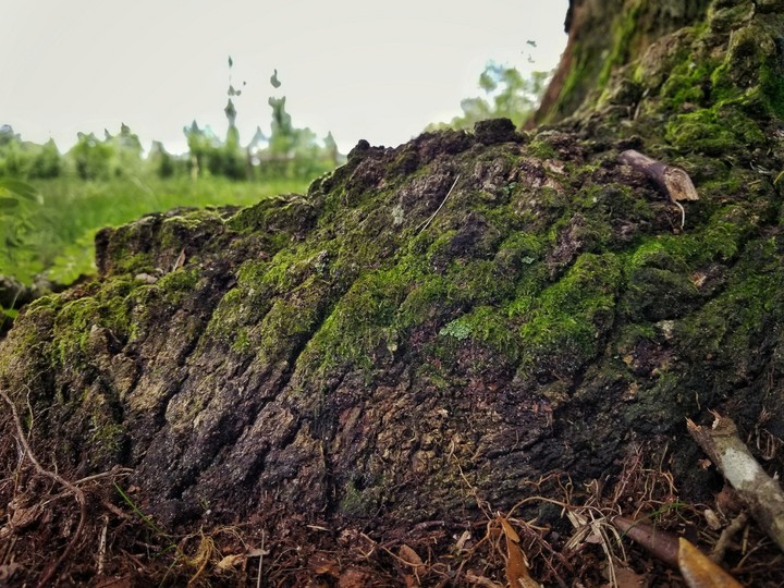 moss