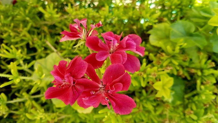 NATURE - FLOWER
