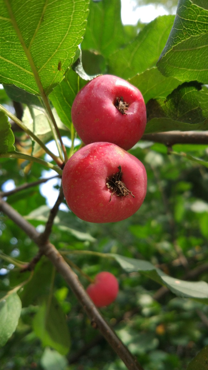 red apples