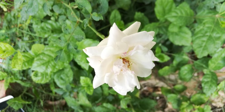 white flower