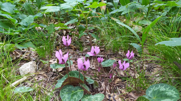 nature