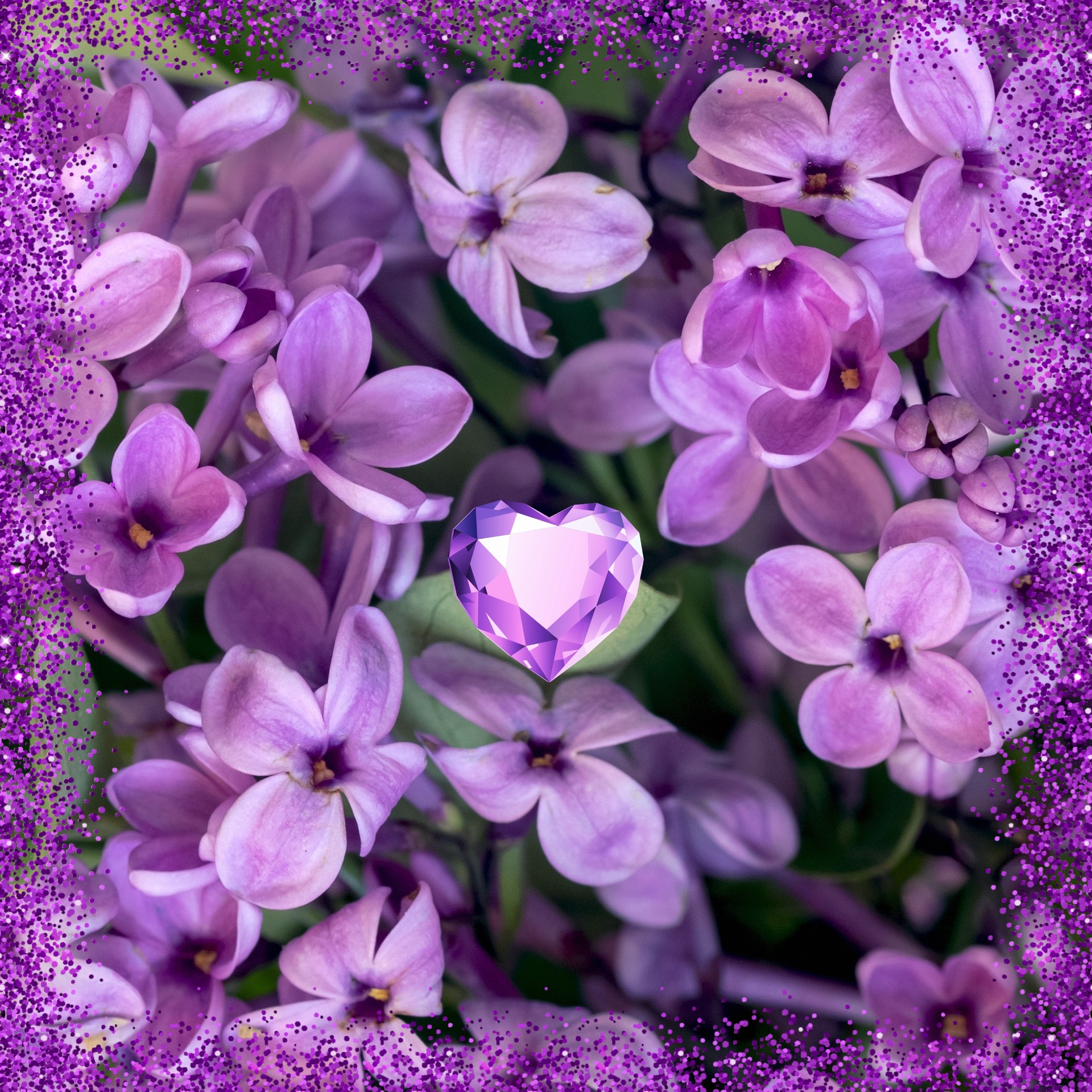 Fiori viola