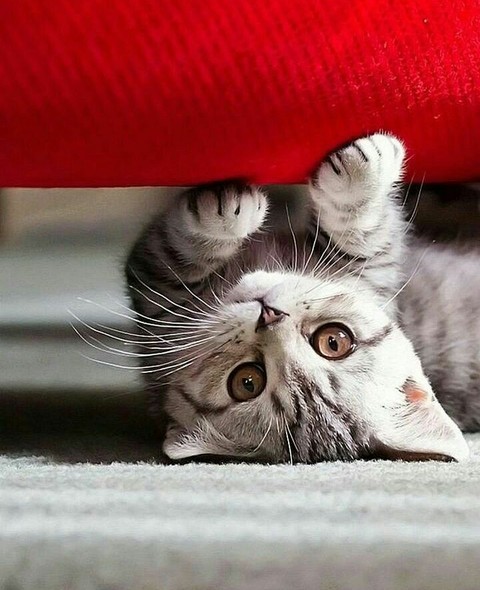 cuty cat