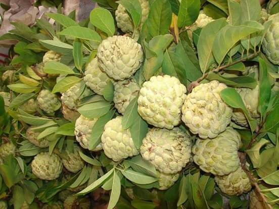 fruit