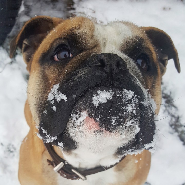 english bulldog