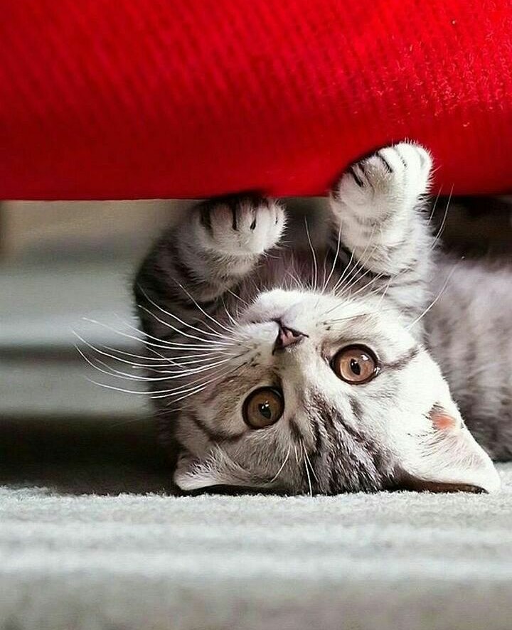 cuty cat