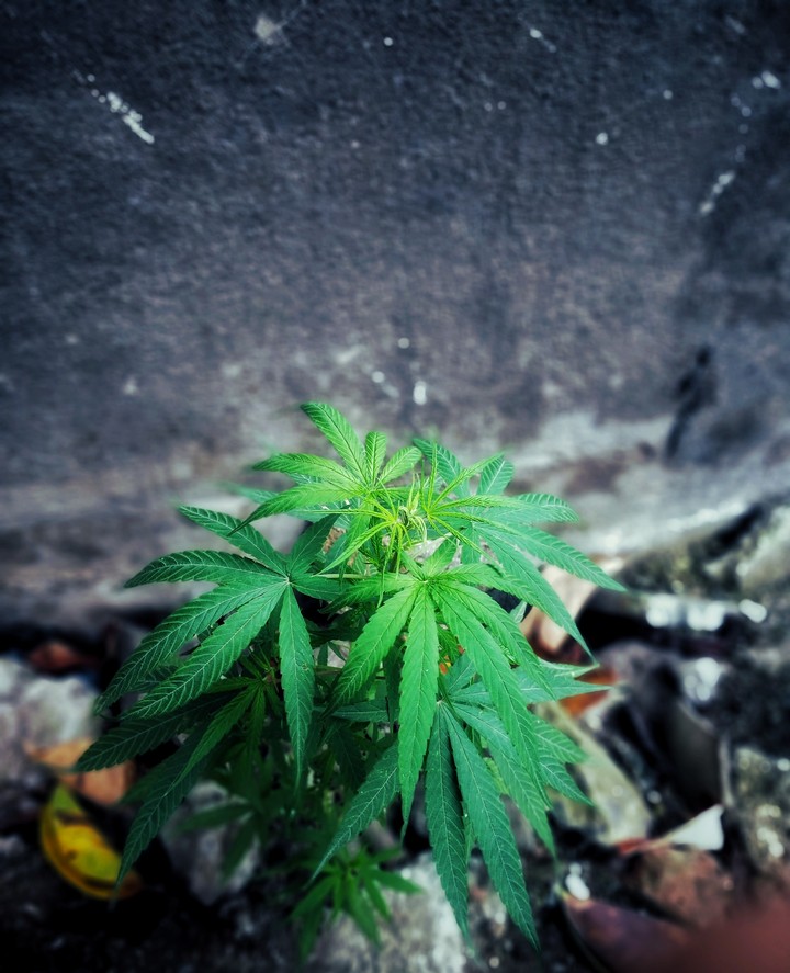 Marijuana Plant