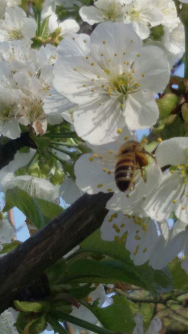 fiore di ciliegio