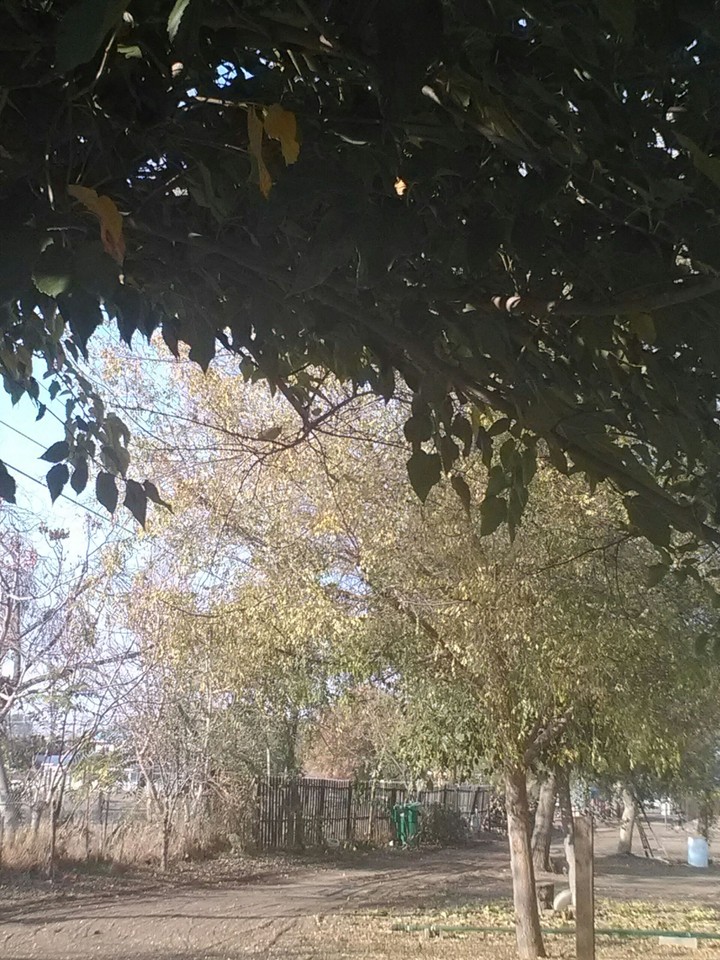 colors trees