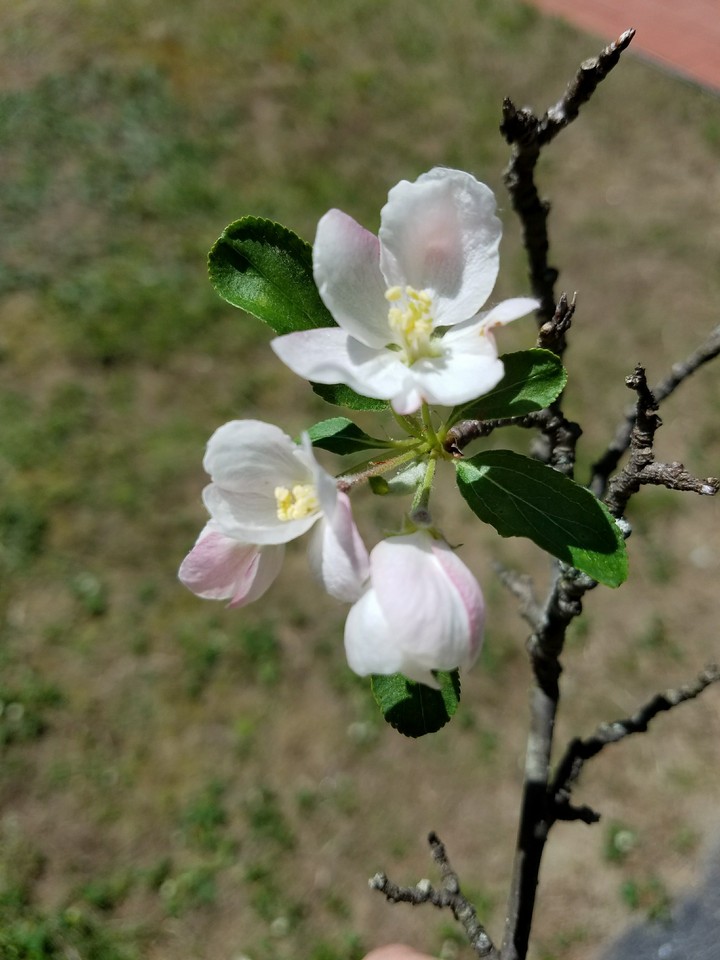Apple blossoms