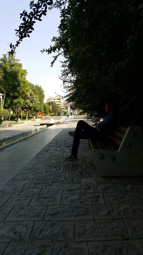 morning, tree壁纸