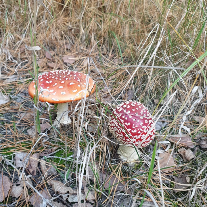 мухоморчики