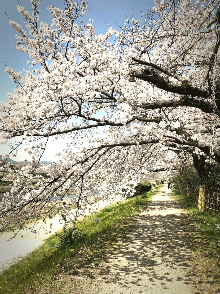 sakura
