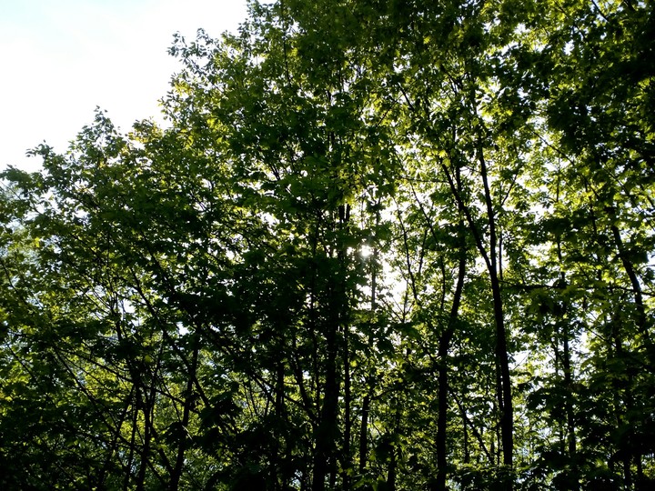 Nature_Tree_Photo