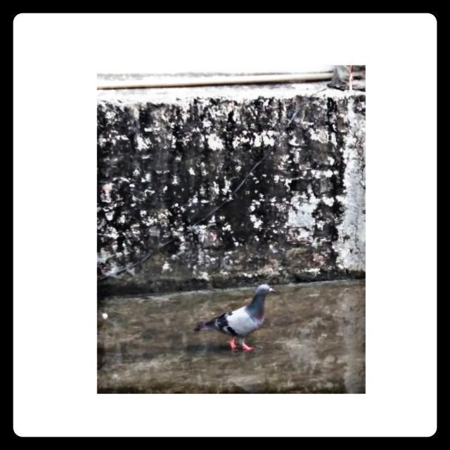 PIGEON