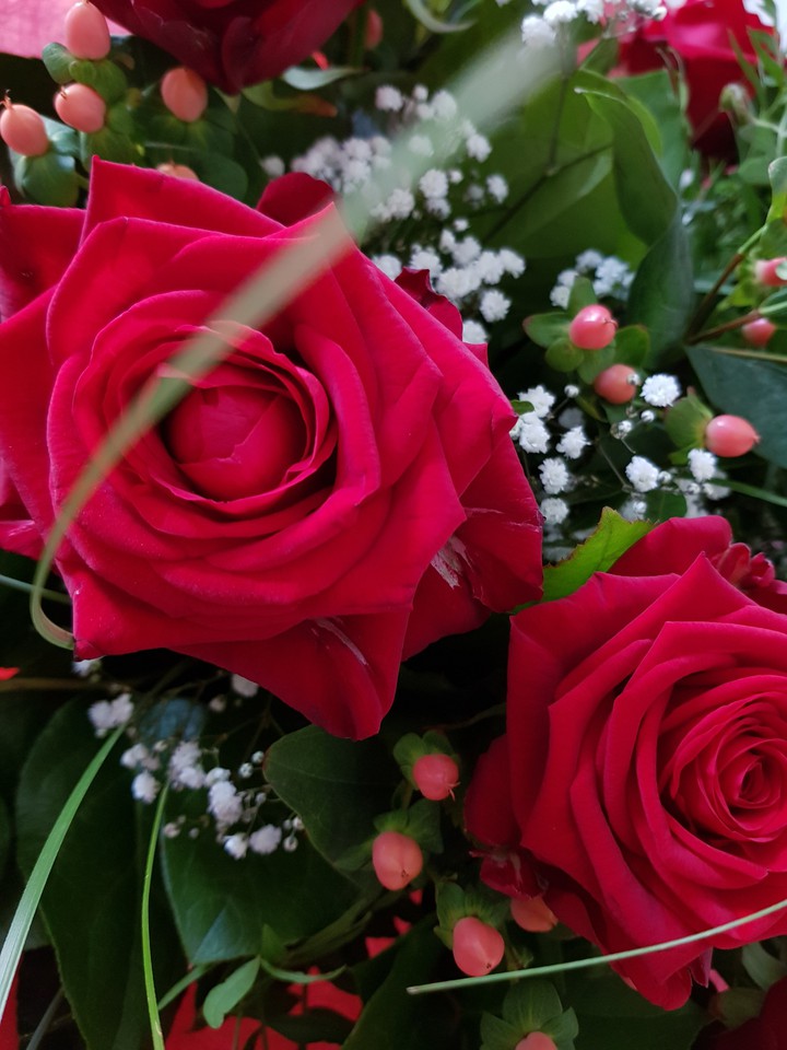 Roses