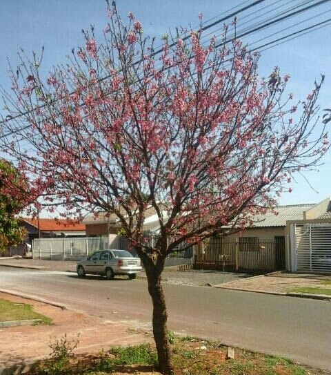 minha cerejeira
