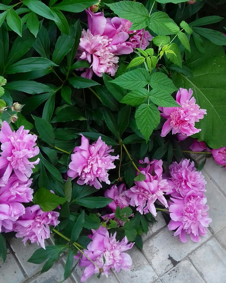 flower