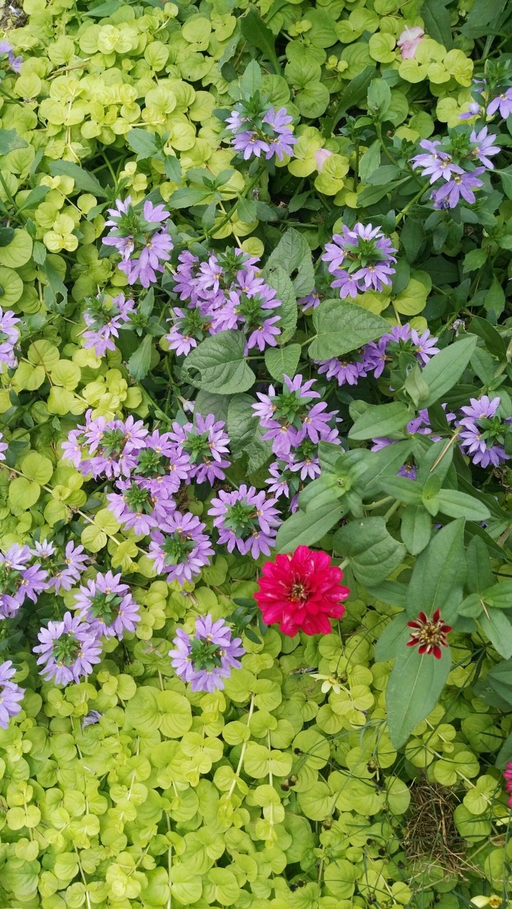 Flores