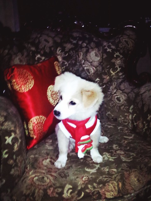cookie