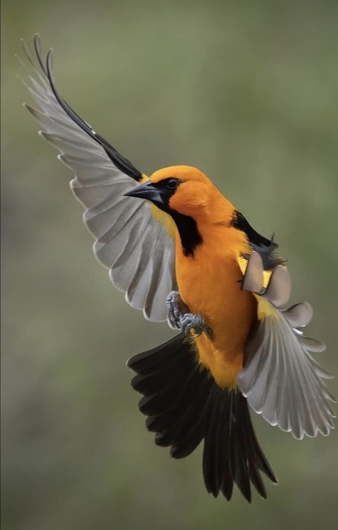 sfondi bird, wildlife