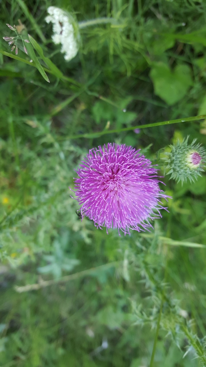 Ping Flower