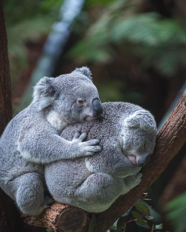"Koala love" @jerrito1