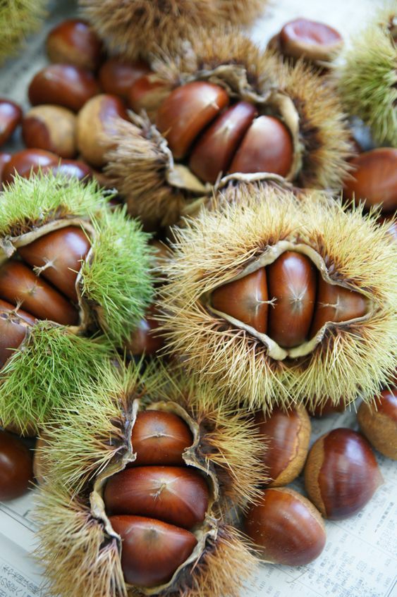 autumn chestnuts/marron
