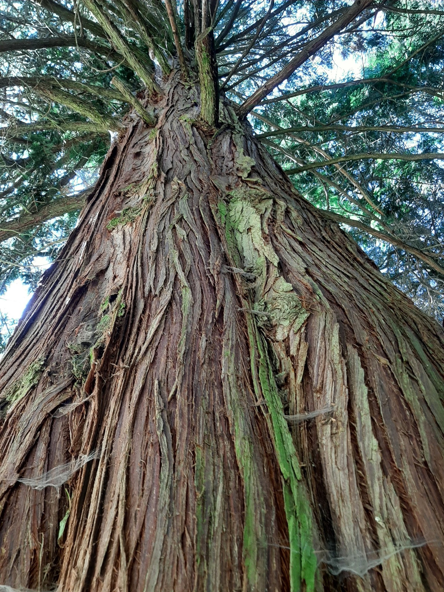papéis de parede conifers, twig