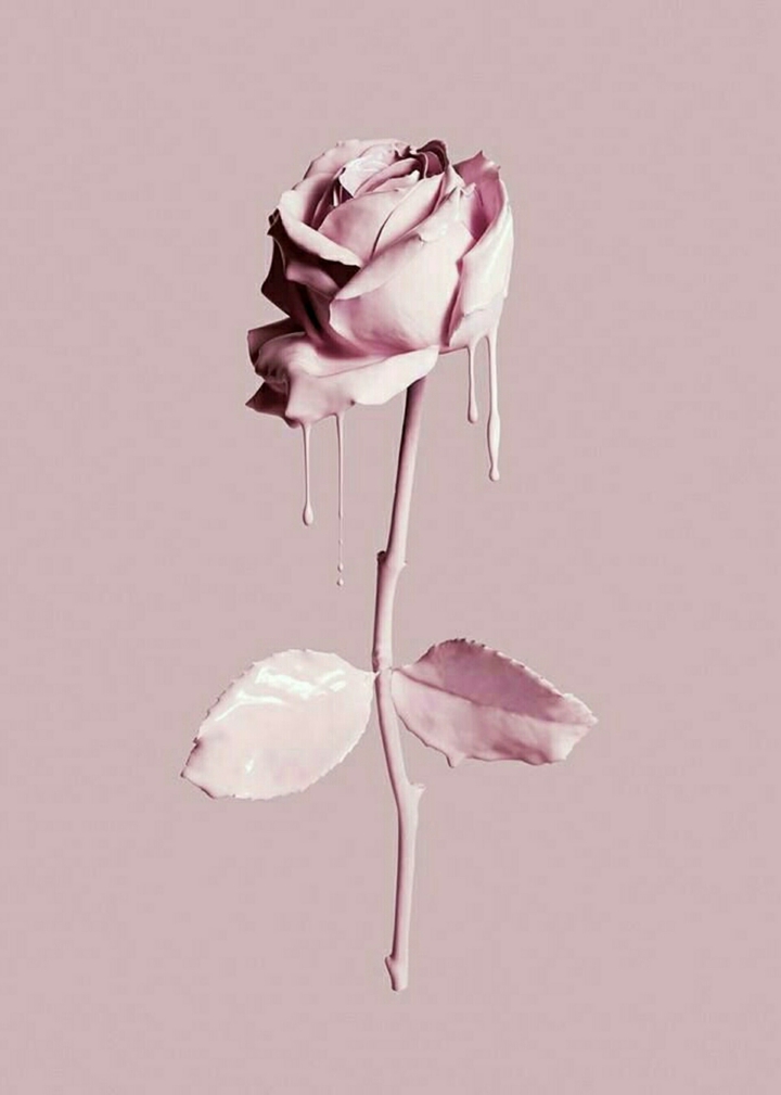 Pink rose
