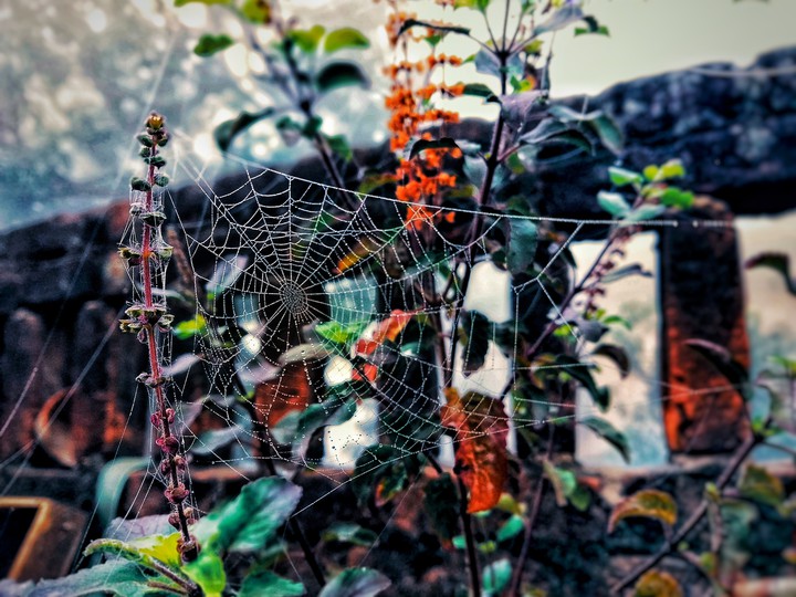 web