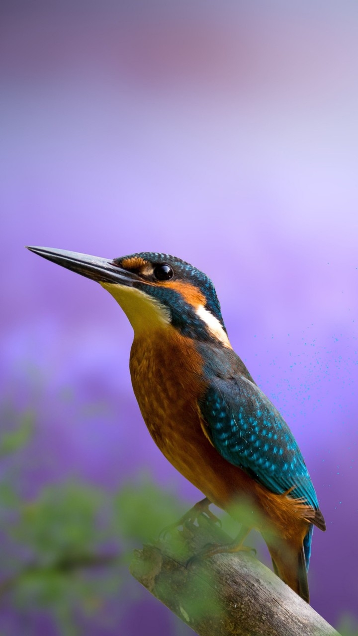 Animali