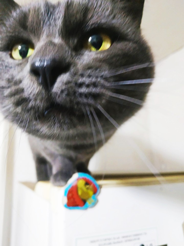 my cat