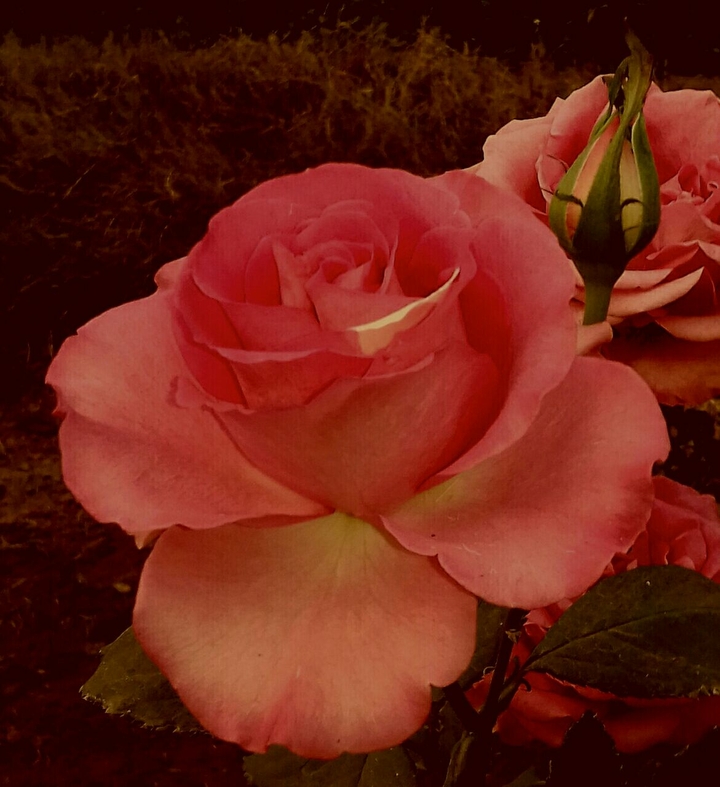 orange roses