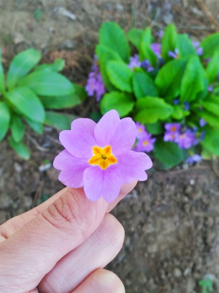 purple flowers