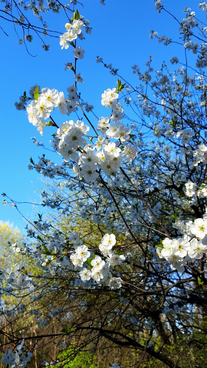 Cherry trees in spring