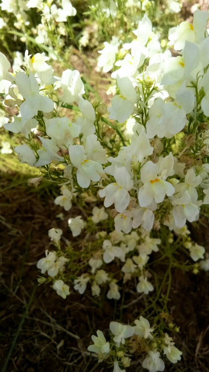 flowers for you guys
